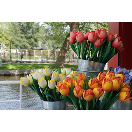 - LAMINATED POSTER Tulips Wood River Holland Nature Red Flowers Poster 24x16 Adhesive Decal