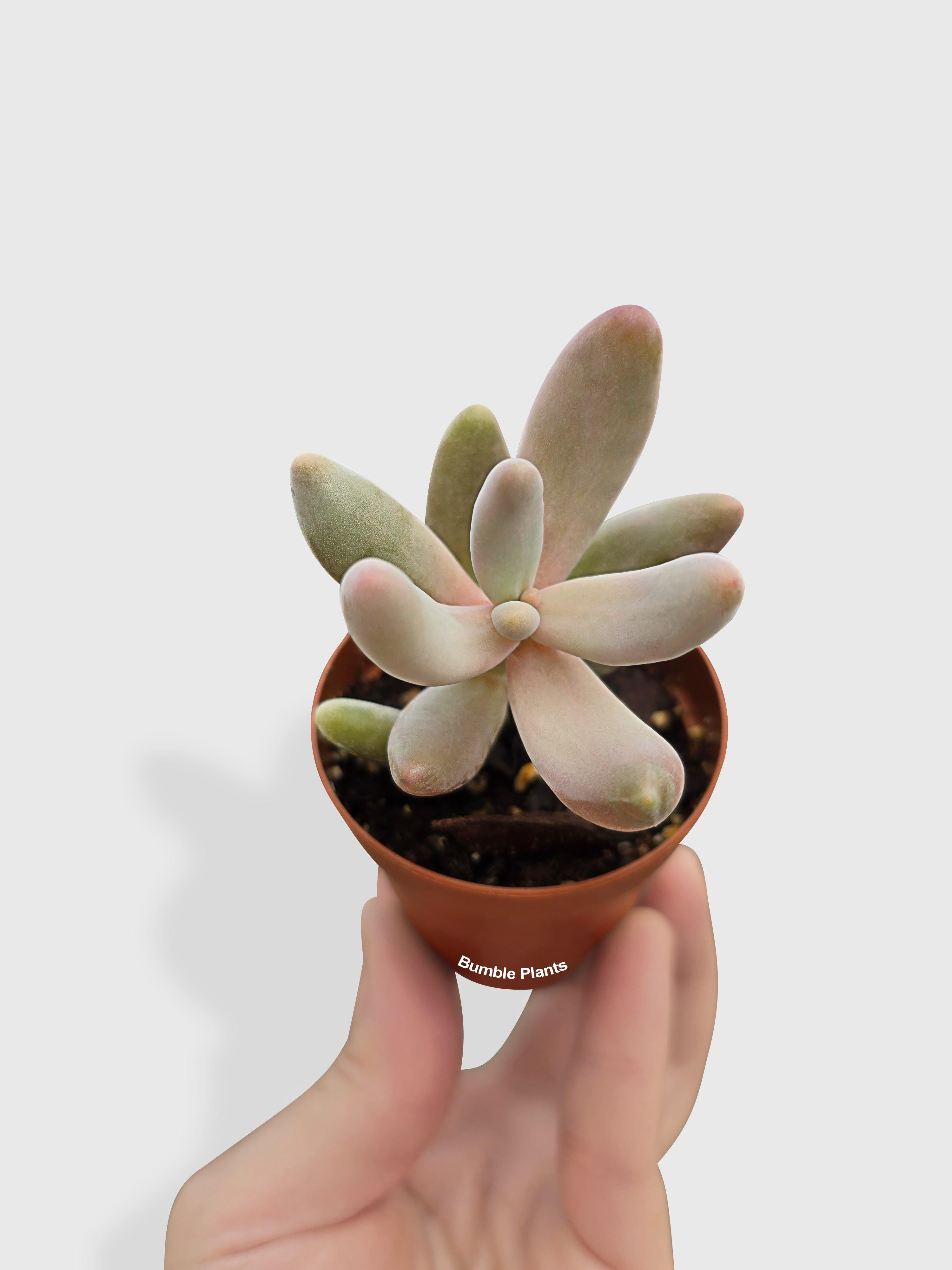 Pachyphytum Fittkaui - Live Air-Purifying Indoor Plant in Nursery Pot – Easy Care, Low Maintenance Houseplant for Home & Office Decor, Natural Air Cleaner, Best for Beginners