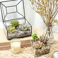 thumbnail image 3 of 10PCS Assorted Live Succulents Plants with 2''Pot, Starters, Garden Lovers, DIY Projects, Wedding Favors, 3 of 7