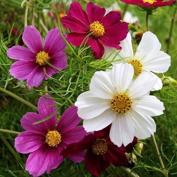 Cosmos Seeds - Versailles Tetra Mix - Packet - Pink/Red/White Flower Seeds,  Open Pollinated Seed  Attracts Bees, Attracts Butterflies, Attracts Hummingbirds, Attracts Pollinators
