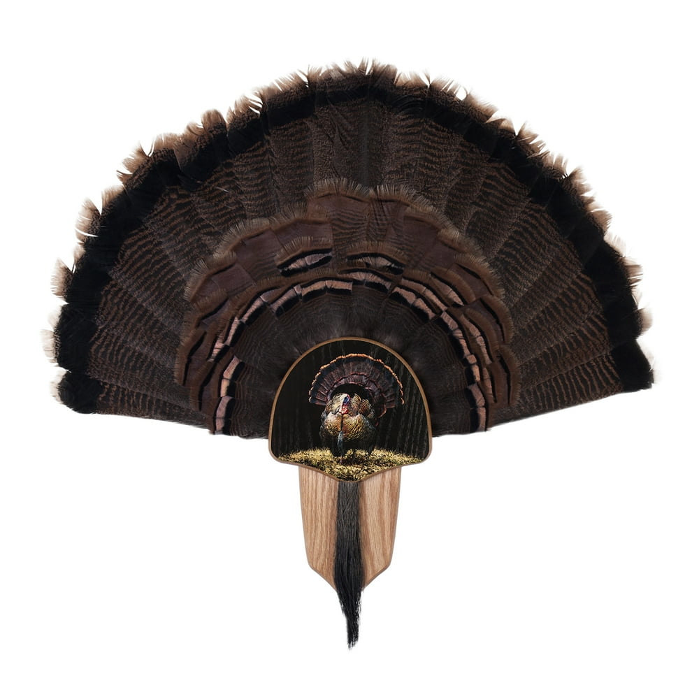 Walnut Hollow Country Turkey Fan Display Kit, Oak Featuring Full Fan