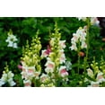 thumbnail image 2 of 500 APPLE BLOSSOM SNAPDRAGON Antirrhinum Majus Appleblossom Pink Coral White Yellow Flower Seeds, 2 of 3