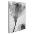 thumbnail image 3 of Trademark Fine Art "Flowers on Ice-13" Canvas Art by Moises Levy, 3 of 4