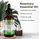 thumbnail image 3 of 1-3pcs Organic Rosemary Essential Oil For Hair Growth ,100% Natural Nourishes Hair, 3 of 5
