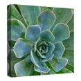 thumbnail image 2 of Masterpiece Art Gallery Awakening Square Succulent by Robin Constable Hanson Canvas Photo Art Print 30" x 30", 2 of 2