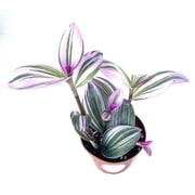 Tradescantia Nanouk Pink Houseplants, 4 Pot