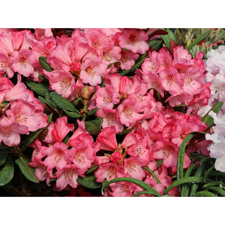 Wine and Roses Rhododendron-Compact Evergreen-Attracts Pollinators 2 Gallon  - Walmart.com