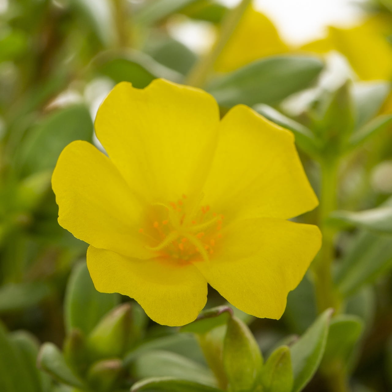 Better Homes & Gardens 1.5PT Yellow Purslane Live Annual Plant Sun 5-Pack