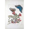 thumbnail image 3 of Merian, Sybilla 17x24 Black Modern Framed Museum Art Print Titled - Tropical fruit,Butterflies, plate 96, 3 of 5