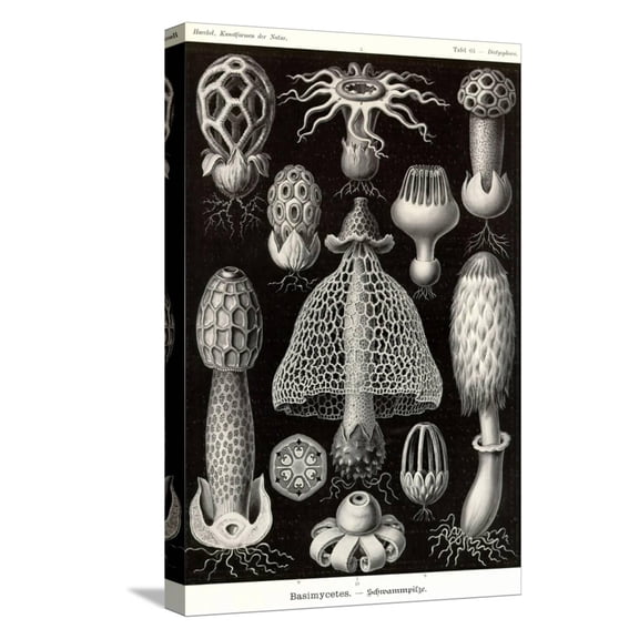 Art.com Funji Stretched Canvas Print Wall Art by Ernst Haeckel, 12" x 18"