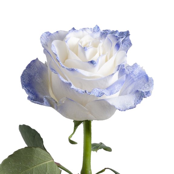 Painted Night Stars Roses - Farm Direct Fresh Cut Flowers - 50 Stems