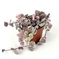 thumbnail image 2 of Variegated String of Hearts Ceropegia Woodii Variegata Rare Succulents Houseplants, 2 of 3