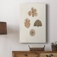 thumbnail image 5 of Knorr Shells & Coral VIII Premium Gallery Wrapped Canvas - Ready to Hang, 5 of 9