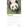 thumbnail image 3 of Giant Pandas 2025 12 X 24 Inch Monthly Square Wall Calendar Plastic-Free, (Paperback), 3 of 9