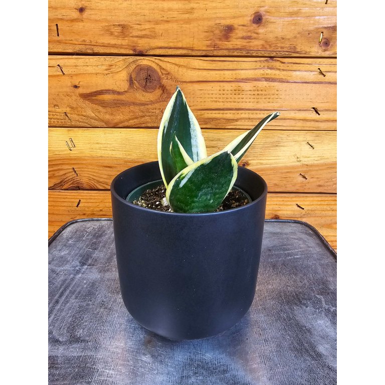 Sansevieria Jade Pagoda Hahnii, 4" Plant