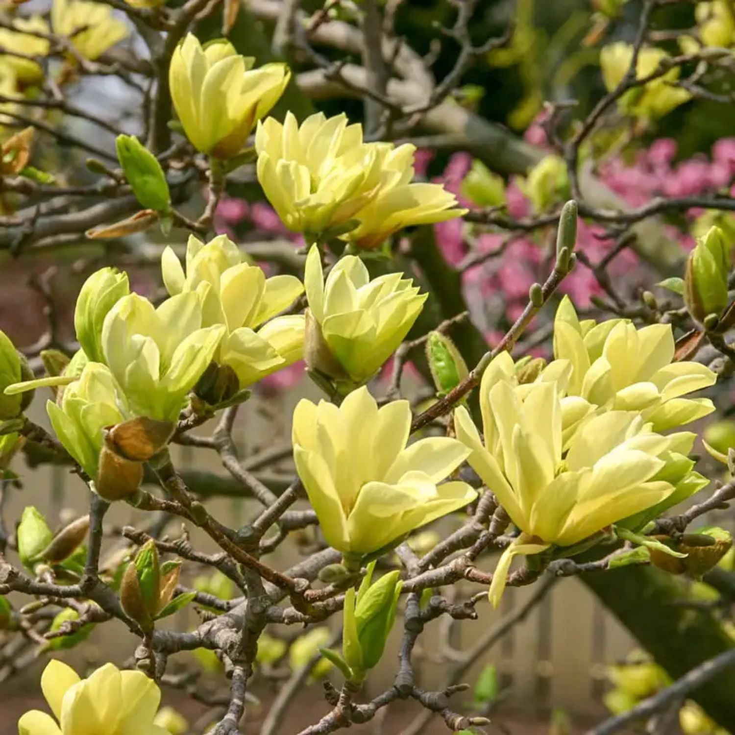 Expert Gardener 1-2' Magnolia Japanese Butterflies Live Tree in 1 gal. Grower Pot