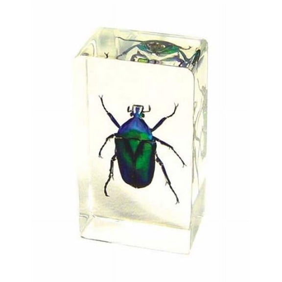 Ed Speldy East PW201 Real Bug Paperweight Regular-Medium-Green Chafer Beetle