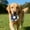 B, variant on Interactive Calming Chew Toy for Medium to Large Dogs with Handle Biting Play to Boredom and Promote Focus in Indoor and Outdoor Environments