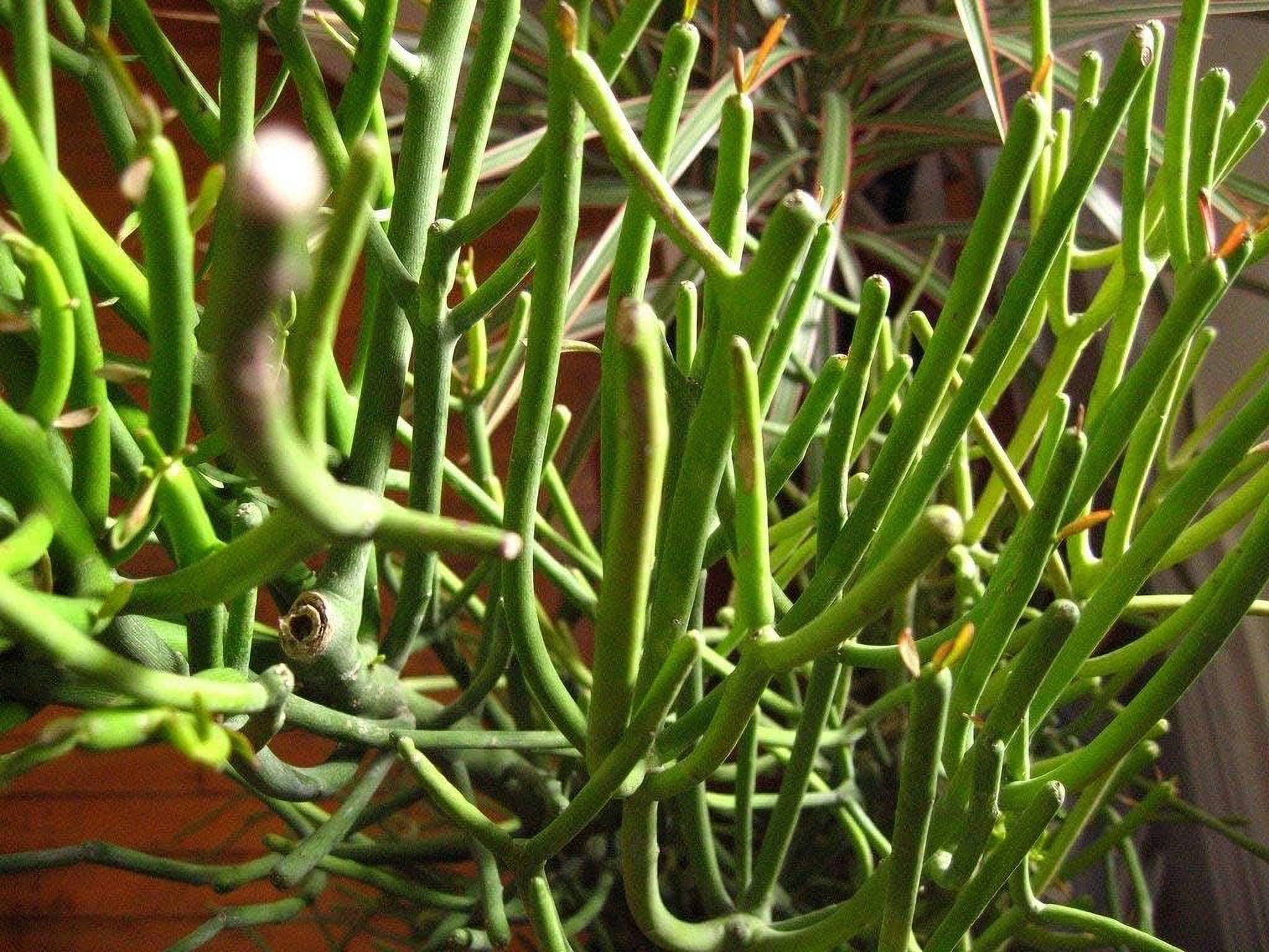 Pencil Cactus - Live Plant in a 10 Inch Pot - Euphorbia Tirucalli - Beautiful Indoor Outdoor Succulent Houseplant