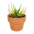 thumbnail image 2 of Crassula Devil’s Horns Succulent (4 " + Clay Pot), 2 of 7