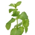 thumbnail image 2 of Fresh Potted Mint, 1 Each, 2 of 3