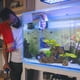 thumbnail image 5 of Se utiliza para la decoración de acuarios y peceras, plantas de acuario y plantas artificiales., 5 of 5