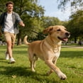 thumbnail image 4 of Gold Stainless Steel P Chain Dog Collar Training Necklace Secure Control For Small, 4 of 5