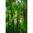 thumbnail image 2 of Miller, Anna 23x32 Gold Ornate Wood Framed with Double Matting Museum Art Print Titled - Florida-Tropical Garden Palms, 2 of 4