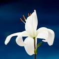 thumbnail image 3 of Peck, Gail 12x12 Black Modern Framed Museum Art Print Titled - Lily On Blue, 3 of 5