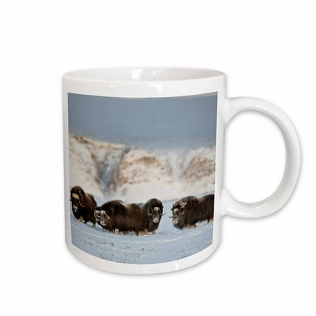 

3dRose USA Alaska Arctic Wildlife Refuge Muskoxen wildlife - US02 HRO0406 - Hugh Rose Ceramic Mug 11-ounce