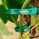 thumbnail image 5 of Plant Support Clips, Plant Support Clips Plant Clips for Climbing Plants,Garden Clips Vine Fixing Clip Plant Vine Clip L, 5 of 5