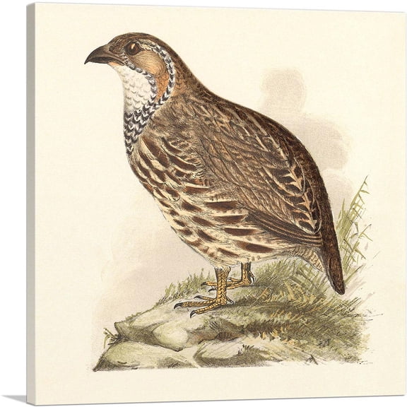 ARTCANVAS Partridge Canvas Art Print by Theo Van Hoytema - Size: 18" x 18" (0.75" Deep)