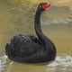 thumbnail image 1 of Decoración de cisne, simulación flotante linda al aire libre decoración de jardín cisne de simulación flotante resistente y resistente, 1 of 9