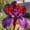 A, variant on Exotic Rare Iris - Tall and upright - Cold-resistant - Suitable for garden decor, air purification and plant hangers