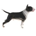 thumbnail image 1 of Figura de perro realista, juguete para , Bull Terrier, dinosaurio, Bully, Pitbull, perfke  Juguete de figura animal, 1 of 8
