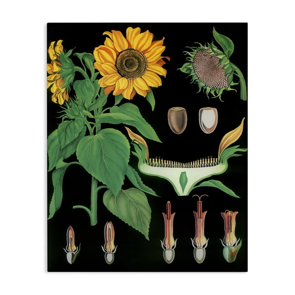 Stupell Industries Shabby Chic Sunflower Bulb Illustrations Canvas Art, 16 x 20, by Vintage Hustle