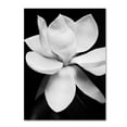 thumbnail image 2 of Trademark Fine Art Michael Harrison Magnolia Canvas Wall Art - 24x32, 2 of 4
