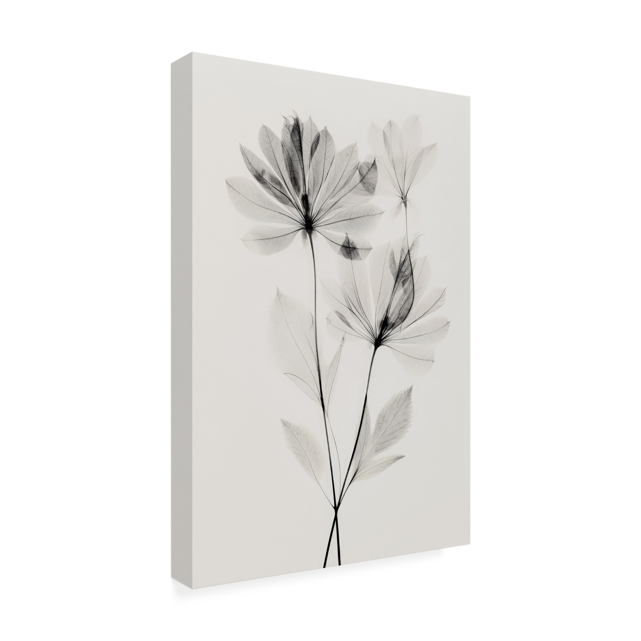 Trademark Fine Art Treechild   Transparent Botanic No 4 Canvas Wall Art