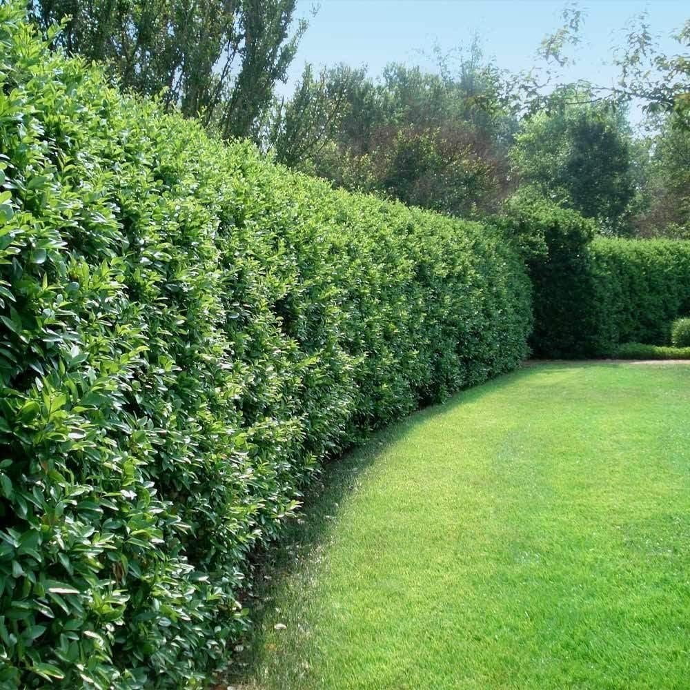 Curled Leaf Privet  5 Live Quart Size Plants  Ligustrum Japonicum Recurvifolium, Evergreen Flowering Privacy Hedge, Ornamental Shrub for Lush Landscapes
