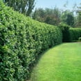 thumbnail image 6 of Ligustrum Recurvifolia  2 Extra Large 3 Gallon Plants  Ligustrum sinense 'Recurvifolium'  Lush Green Privacy Hedge  Ideal for Landscaping  Vibrant Garden Shrub, 6 of 6