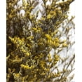 thumbnail image 2 of Preserved Valentine Grass Natural Limonium Bouquet, Real Caspia Bellidifolium, Sea Lavender (Yellow) 2025, 2 of 4