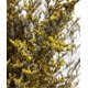 thumbnail image 2 of Preserved Valentine Grass Natural Limonium Bouquet, Real Caspia Bellidifolium, Sea Lavender (Yellow) 2025, 2 of 4