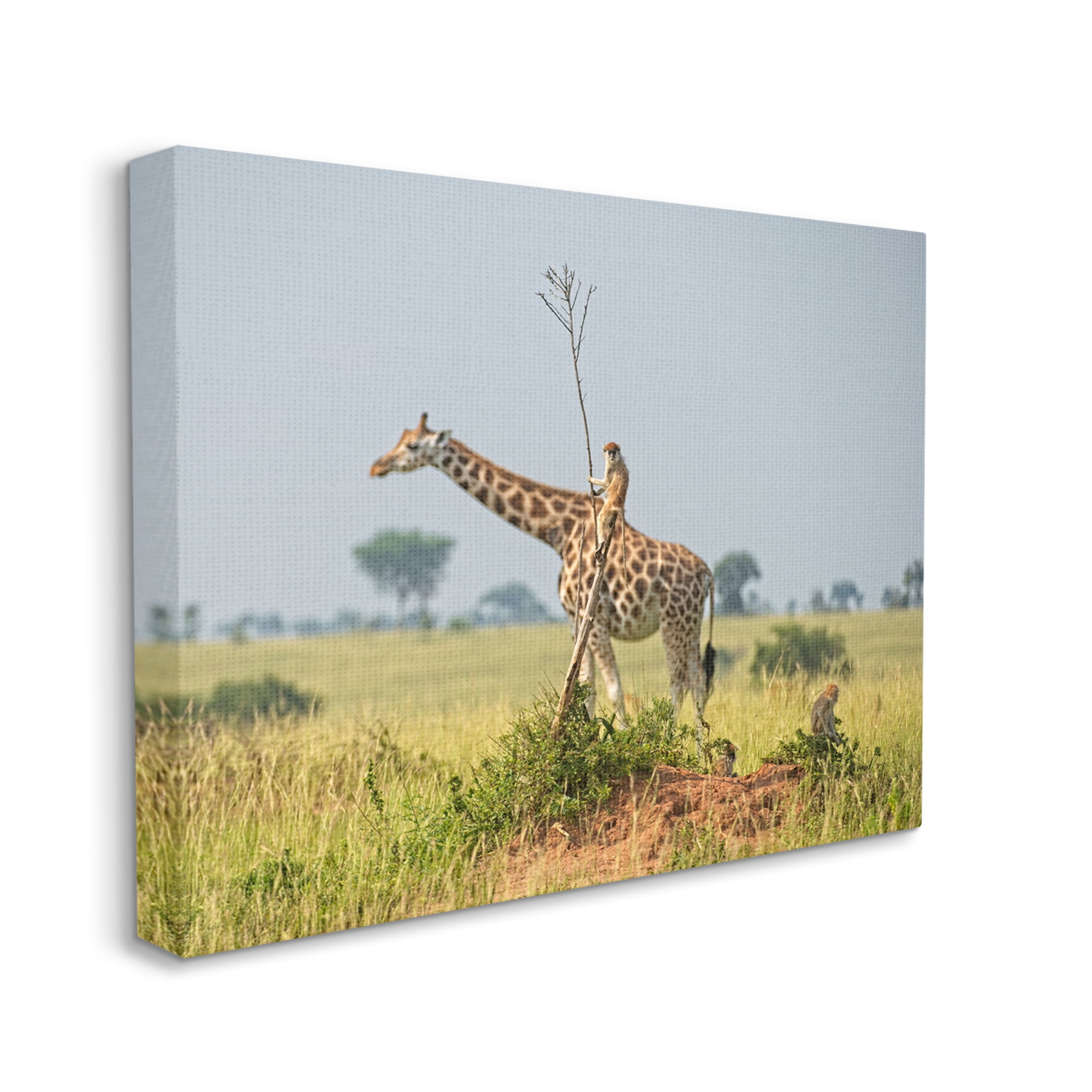 Stupell Industries Monkey Riding Giraffe Animals & Insects Photography Gallery Wrapped Canvas Art Print Wall Art, 40 x 30