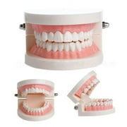 BE-TOOL Dental Standard Teeth Models Human Mouth Teaching Demonstration Tools Oral Teeth Toy White