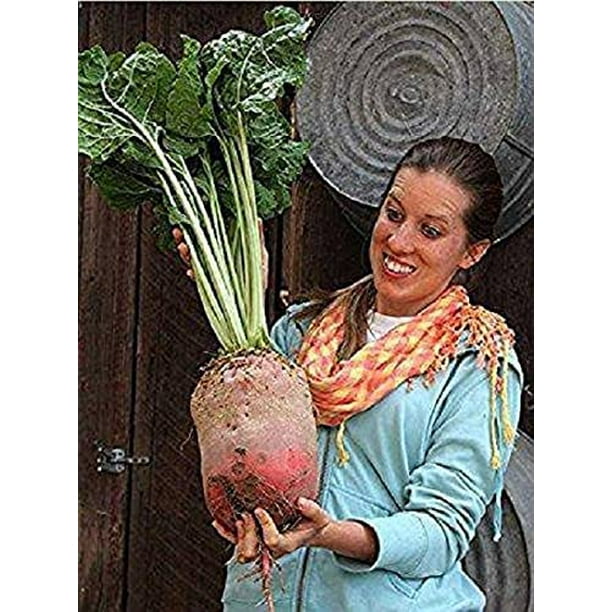 Mammoth Mangel Beet Seeds for Planting 50 Seeds Grow The Biggest