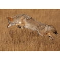 thumbnail image 2 of CafePress - Coyote Flying - Scroll Ornament, 2 of 3