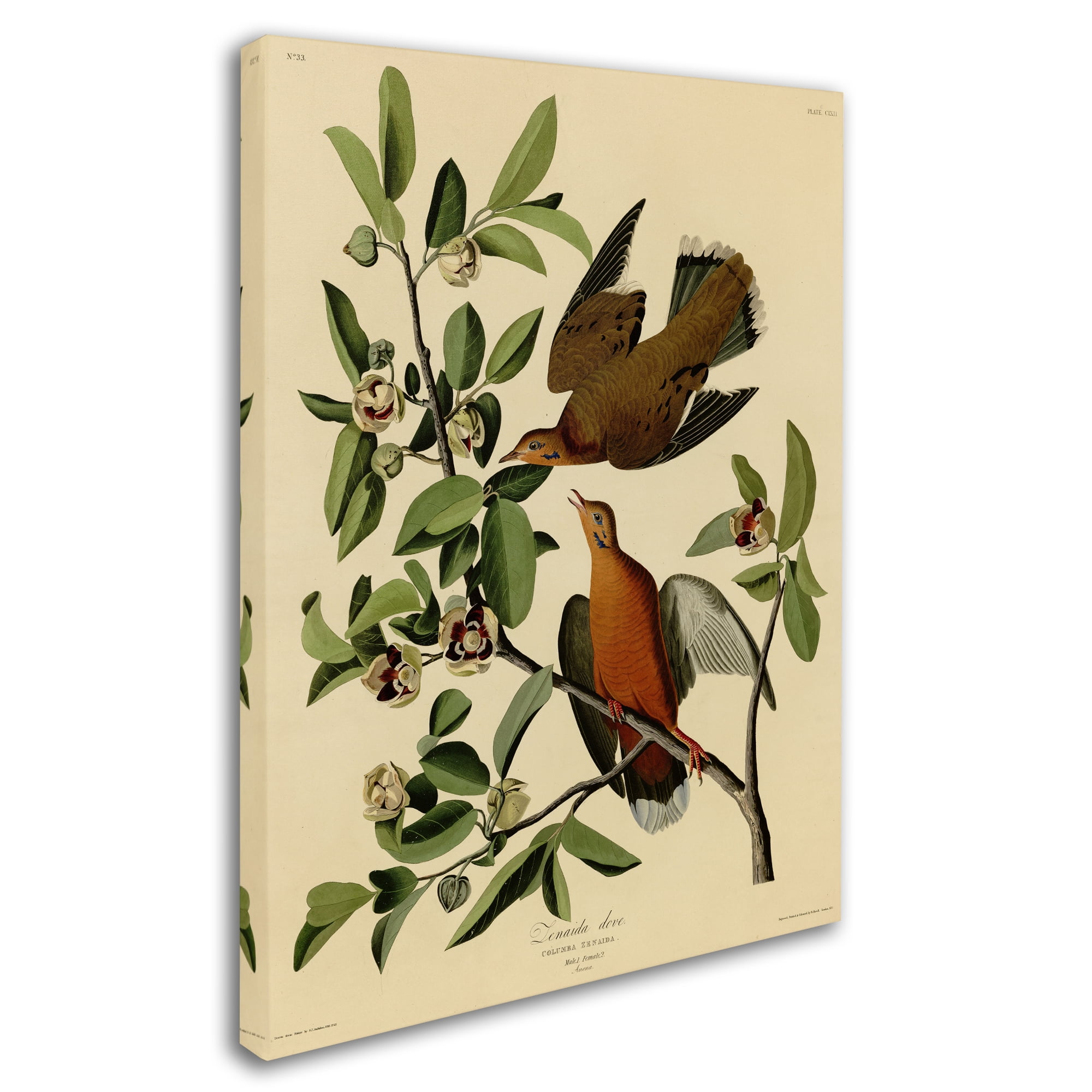 Audubon 'Zenaida Dovesplate 162' Canvas Art