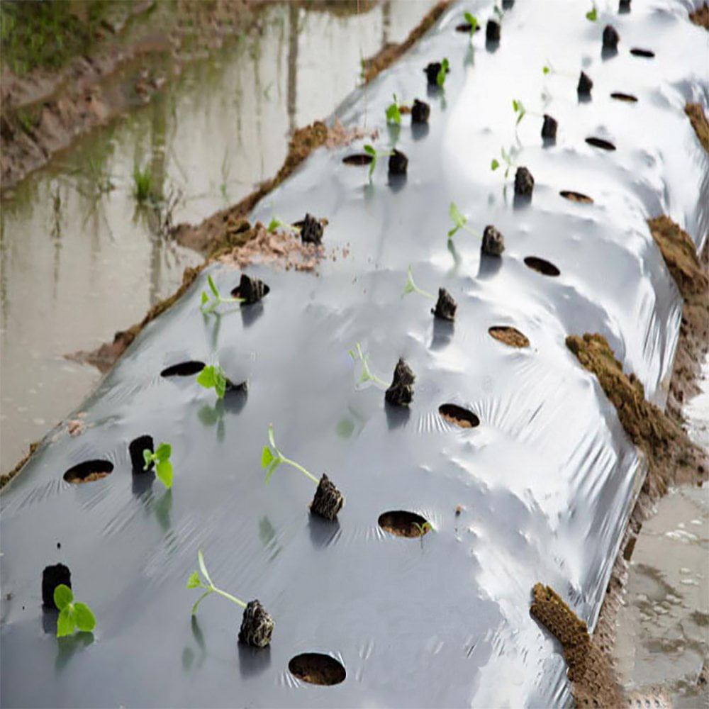 Agfabric Mulch Barrier Plastic Mulch Film 3' x 50', 1 Mil with Punch