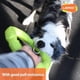 thumbnail image 2 of LaRoo LED Dog Balls Rechargeable,Light up Dog Ball Glow in The Dark,Teeth-Cleaning Natural Rubber,Interactive Dog Toys for Small & Medium Dogs,2.5 inches(Purple), 2 of 5
