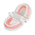 thumbnail image 4 of Modelo de dentadura ANGGREK Otros, 4 of 8